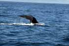 Whale watch at Kaikaira, New Zealand.